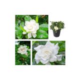 Videolu 1 Adet Beyaz Çiçekli Mis Kokulu Gardenya Çiçeği 20-35 Cm Saksılı İç Mekan Bitkileri Gardenia