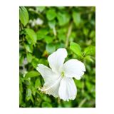 Videolu 1 Adet Beyaz Japon Gülü Çiçeği Fidanı 20-40 Cm Tüplü Çiçekli Bodur Bitki Whıte Japanese Rose, BTSQ189