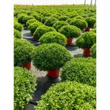 Videolu 1 Adet Çalı Şimşir Fidanı Saksılı 30-45CM (Bushy Yew Sapling)