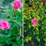 Videolu 1 Adet Canlı Pembe Bodur Gül Fidanı 20-40 cm Tüplü Çiçekli Bodur Bitkiler Pink Rose