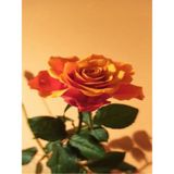 Videolu 1 Adet Canlı Turuncu Bodur Gül Fidanı 20-40 cm Tüplü Çiçekli Bodur Bitkiler Orange Rose