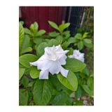 Videolu 1 Adet Çiçekli Mis Kokulu Gardenya Çiçeği 20-30 cm Saksılı Iç Mekan Bitkileri Gardenia