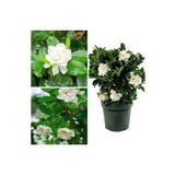 Videolu 1 Adet Çiçekli Müthiş Kokulu Gardenya Çiçeği 20-30 Cm Saksılı İç Mekan Bitkileri Gardenia