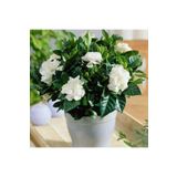 Videolu 1 Adet Çiçekli Müthiş Kokulu Gardenya Çiçeği 20-35 Cm Saksılı İç Mekan Bitkileri Gardenia, SRD30012025BYB557