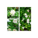 Videolu 1 Adet Çiçekli Yoğun Kokulu Gardenya Çiçeği 20-30 Cm Saksılı İç Mekan Bitkileri Gardenia