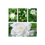 Videolu 1 Adet Çok Çiçekli Mis Kokulu Gardenya Çiçeği 20-35 Cm Saksılı İç Mekan Bitkileri Gardenia