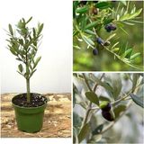 Videolu 1 Adet Hediyelik Bonsai Zeytin Fidanı 20-30 cm Tüplü Çiçekli Bodur Bitkiler Olive Sapling