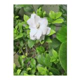 Videolu 1 Adet Hoş Kokulu Gardenya Çiçeği Salon Bitkisi 25-35 cm Saksılı Iç Mekan Bitki Gardenia