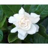 Videolu 1 Adet Ithal Kokulu Gardenya Çiçeği Ofis Bitkisi 15-30 cm Saksılı Iç Mekan Bitki Gardenia