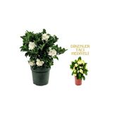 Videolu 1 Adet Kadınlar Gününe Özel Gardenya Çiçeği 20-30Cm Saksılı Dikenler Tacı Hediye Gardenia, SRD30012025BYB637