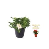 Videolu 1 Adet Kadınlar Gününe Özel Gardenya Çiçeği 20-30Cm Saksılı Dikenler Tacı Hediye Gardenia, SRD30012025BYB638