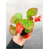 Videolu 1 Adet Karışık Renk Şeker Begonya Çiçeği (Kırmızı-Pembe-Beyaz) 5-15 cm Çiçekli Bodur Begonia