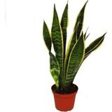 Videolu 1 Adet Kılıç Çiçeği Fidanı 20-40CM Saksılı Çiçekli Bodur Bitkiler Gladiolus