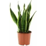 Videolu 1 Adet Kılıç Çiçeği Fidanı 40-60 cm Saksılı Çiçekli Bodur Bitkiler Gladiolus