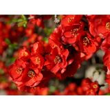 Videolu 1 Adet Kırmızı Bahar Dalı Çiçeği Fidanı 30-60 cm Tüplü Çiçekli Bodur Bitkiler Spring Flowers