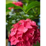 Videolu 1 Adet Kırmızı Çiçekli Ortanca Fidanı 30-55 Cm Tüplü Çiçekli Bodur Bitkiler Red Hydrangea