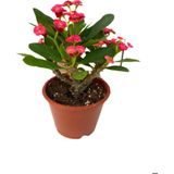 Videolu 1 Adet Kırmızı Dikenler Tacı Çiçeği Seti 10-15 cm Tüplü Çiçekli Bodur Bitki Euphorbia Milli