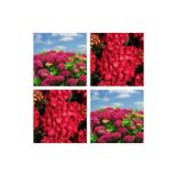 Videolu 1 Adet Kırmızı Renk Ortanca Çiçeği Fidanı 20-45 Cm Saksılı Çiçekli Bodur Bitkiler Hydrangea