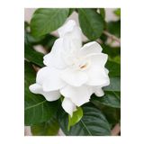 Videolu 1 Adet Kokulu Gardenya Çiçeği 20-30 cm Saksılı Çiçekli Bodur Bitkiler Gardenia