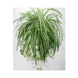Videolu 1 Adet Kurdela Çiçeği Fidanı 40-60cm Saksılı Ribbon Flower Seedling