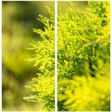 Videolu 1 Adet Limoni Servi 60-120 cm Tüplü Dış Mekan Ağaçları(Cupressus Macrocarpa Goldcrest)