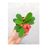 Videolu 1 Adet Mini Kırmızı Renk Dikenler Tacı Çiçeği 5-15CM Saksılı Çiçekli Bodur Euphorbia Milii