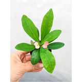Videolu 1 Adet Mini Pembe Çiçekli Dikenler Tacı Çiçeği 5-15 cm Saksılı Çiçekli Bodur Euphorbia Milii