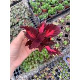 Videolu 1 Adet Mini Yaprak Güzeli (Kolyoz) Çiçeği 10-15 cm Saksılı Çiçekli Bodur Velvet Red Coleus