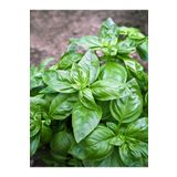 Videolu 1 Adet Mis Kokulu Fesleğen Fidesi 5-10 Cm Tüplü Çiçekli Bodur Bitkiler (Basil)