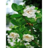 Videolu 1 Adet Mis Kokulu Gardenya Çiçeği Salon Bitkisi 25-35 cm Saksılı Iç Mekan Bitki Gardenia