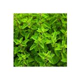 Videolu 1 Adet Mis Kokulu Mercan Köşk Çiçeği Fidesi 15-30 Cm Tüplü Çiçekli Bodur Origanum Majorana, SRDQ70