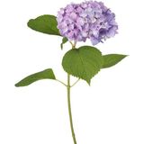 Videolu 1 Adet Mor Ortanca Çiçeği Fidanı 35-50 cm Saksılı Çiçekli Bodur Bitkiler Hydrangea