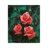 Videolu 1 Adet Narçiçeği Yediveren Kokulu Gül Fidanı Saksılı 10-15cm (POMEGRANATE BLOSSOM ROSE)