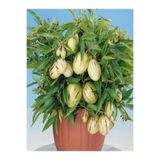 Videolu 1 Adet Özel Pepino Fidesi 10-25 Cm Tüplü İç Mekan Bitkileri (Solanum Muricatum), BTSSFLR33