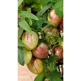 Videolu 1 Adet Özel Pepino Fidesi 10-25 Cm Tüplü İç Mekan Bitkileri (Solanum Muricatum), BTSSFLR36