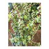 Videolu 1 Adet Para Çiçeği Fidanı 15-35cm Saksılı Money Plant