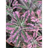 Videolu 1 Adet Pembe Aşkın Gözyaşı Çiçeği 5-15 cm Saksılı Çiçekli Bodur Bitki Butterflies Kalanchoe