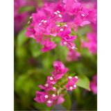 Videolu 1 Adet Pembe Begonvil Çiçeği Fidanı 40-60 Cm Saksılı Çiçekli Bodur Bitkiler Bougainvillea