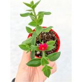 Videolu 1 Adet Pembe Buz Çiçeği (Yer Örtücü) 5-15 cm Tüplü Çiçekli Bodur Bitkiler Mesembryanthemum