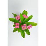 Videolu 1 Adet Pembe Dikenler Tacı Çiçeği 15-25 cm Tüplü Çiçekli Bodur Bitkiler Euphorbia Milii