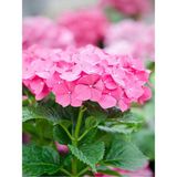 Videolu 1 Adet Pembe Ortanca Çiçeği Fidanı 30-40 cm Tüplü Çiçekli Bodur Bitkiler Hydrangea
