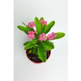 Videolu 1 Adet Pembe Renk Dikenler Tacı Çiçeği 10-20 Cm Tüplü Çiçekli Bodur Bitkilereuphorbia Milii, SRD03022025BYB420