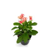 Videolu 1 Adet Pembe Renk Dikenler Tacı Çiçeği 10-20 Cm Tüplü Çiçekli Bodur Bitkilereuphorbia Milii, SRD03022025BYB505