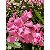 Videolu 1 Adet Pembe Renk Zakkum Çiçeği Fidanı 40-60 cm Saksılı Çiçekli Bodur Bitkiler Oleander