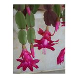 Videolu 1 Adet Pembe Yılbaşı Çiçeği Fidanı 20-30 cm Tüplü Çiçekli Bodur Bitki Euphorbia Pulcherrima