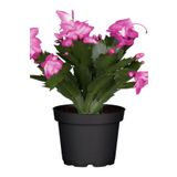 Videolu 1 Adet Pembe Yılbaşı Çiçeği Fidanı 20-40Cm Saksılı