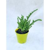 Videolu 1 Adet Prenses Çamı Çiçeği 10-15 cm Saksılı Çiçekli Bodur Bitkiler Crassula Muscosa