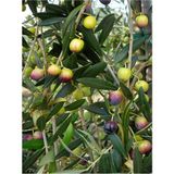 Videolu 1 Adet Trilya Zeytin Fidanı Yüksek Verimli 30-60 cm Tüplü Dış Mekan Ağaçları Olive Tree