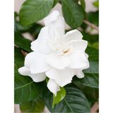 Videolu 1 Adet Yoğun Kokulu Gardenya Çiçeği 20-40 cm Saksılı Iç Mekan Bitkileri Gardenia