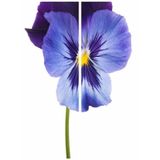 Videolu 10 Adet Açık Mor Hercail Menekşe Çiçeği Fidanı 5-15 Cm Tüplü Çiçekli Bodur Bitkiler Viola